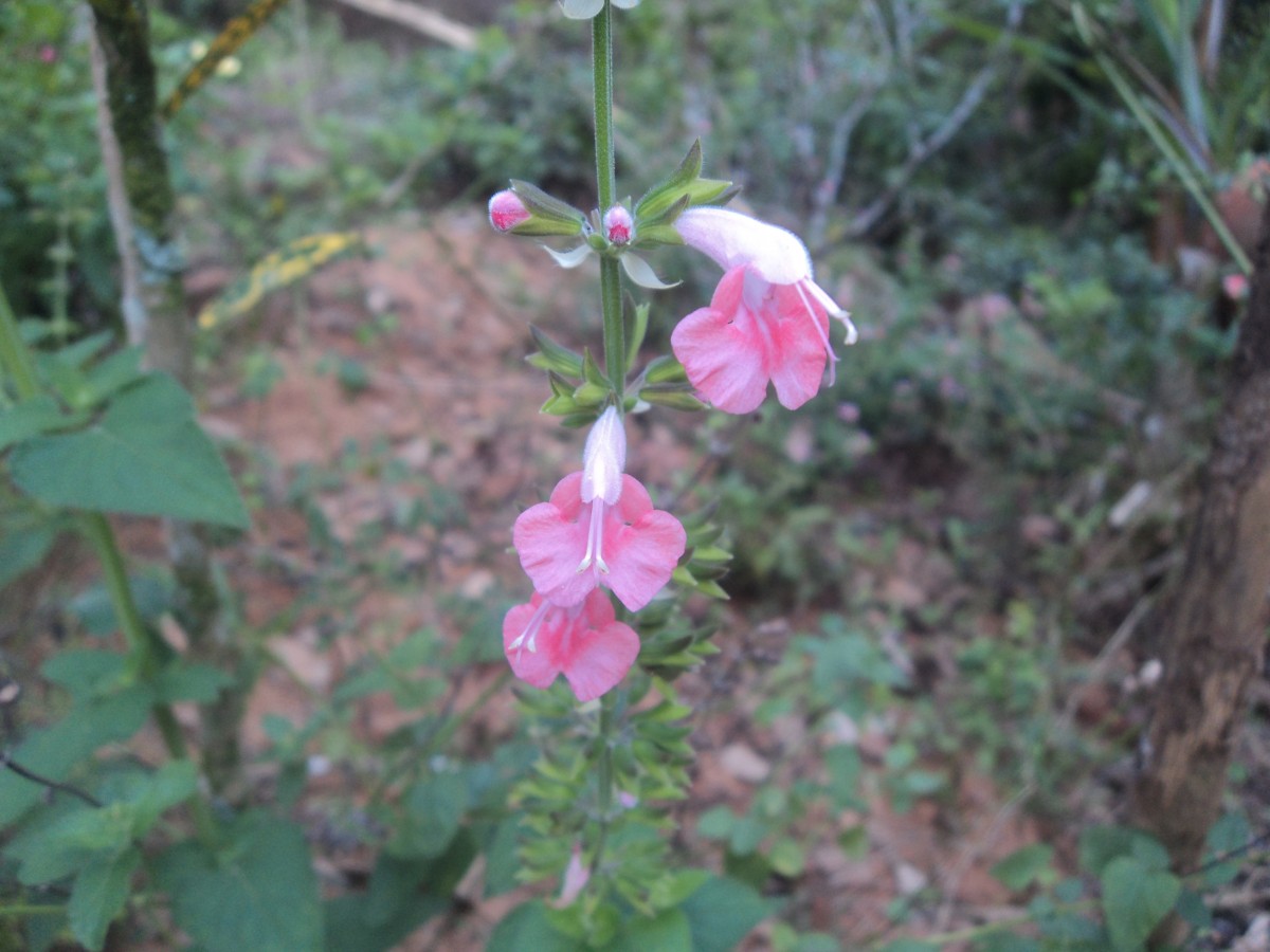 Salvia coccinea Buc'hoz ex Etl.